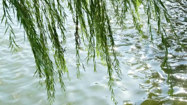 Lush green willow branches and leaves sway gently in the breeze above the lake, where sunlight on the rippling water.A quiet and peaceful ambiance moment that feels refreshing and dreamy.