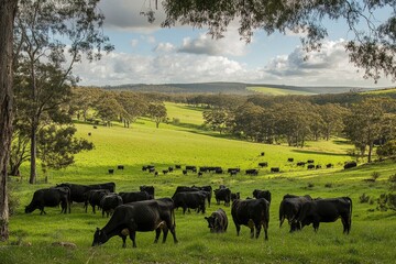Fototapeta premium sapi sapi dan betis merumput di rumput di barat daya victoria, Australia. makan jerami dan silase. keturunan termasuk berbintik-bintik taman, murray abu-abu, angus dan brangus. generative ai