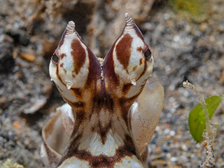 Mimic Octopus (Thaumoctopus mimicus)