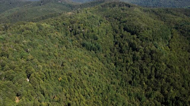 Summer in forest aerial top wide view. Mixed forest, green deciduous trees