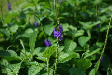 Stachytarpheta jamaicensis.
