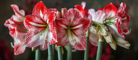 Flower Garden Of Cluster Amaryllis