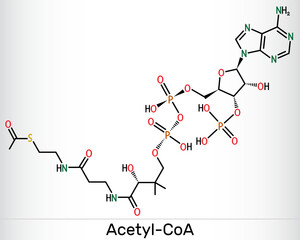 Acetyl-CoA, acetyl coenzyme A molecule. Key coenzyme in fatty acid biosynthesis, Krebs cycle, citric acid cycle. Structural formula. Vector