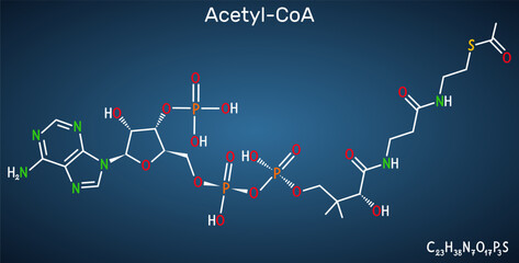 Obraz premium Acetyl-CoA, acetyl coenzyme A molecule. Key coenzyme in fatty acid biosynthesis, Krebs cycle, citric acid cycle. Dark blue background. Vector