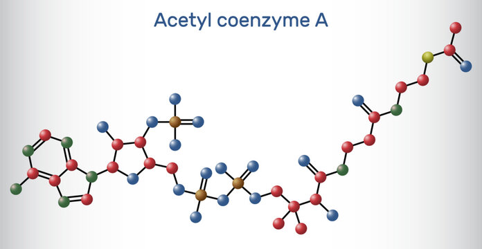 Acetyl-CoA, acetyl coenzyme A molecule model. Key coenzyme in fatty acid biosynthesis, Krebs cycle, citric acid cycle. Vector illustration