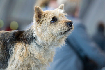 Cairn Terrier auf einer Hunde Show