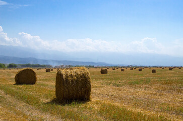 hay bales in the field