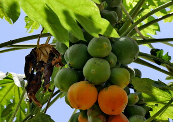 close up of papaya fruits ripening on carica papaya tree under tropical sunshine in caribbean garden