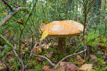 aspen mushroom is an edible noble mushroom. growing in the forest among the moss. Taken in the forest in close-up