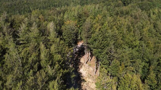 Summer in forest aerial top wide view. Mixed forest, green deciduous trees
