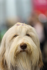 Porträt eines Bobtail