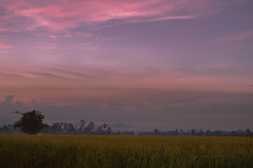 Comet C/2023 A3 (Tsuchinshan-ATLAS) with a rice field stretching towards the horizon at dawn.