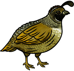 Quail clip art illustration