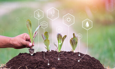 Growth of young seedling plant home grown garden vegetables using technology analysis assistance tracking the health of green plant, with nutritional value, water, sunlight moisture soil analysis