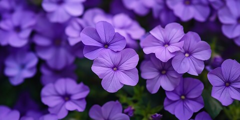 A cluster of bright purple flowers is showcased, highlighting their natural beauty and color in a garden setting.