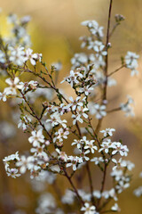 White flowers of the Australian native Small Leaved Tea Tree Gaudium parvifolium, family Myrtaceae, in Sydney woodland. Formerly in Leptospermum. Endemic to sclerophyll forest of NSW. 