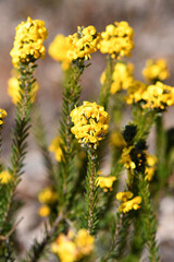 Obraz premium Yellow flowers and inflorescence of the Australian native Showy Parrot Pea, Dillwynia floribunda, family Fabaceae, in wet sandstone heath and woodland in Sydney. Endemic to eastern Australia.