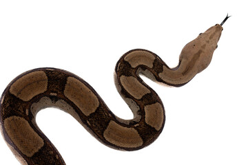 Close-up of a Boa Constrictor on White Background - Isolated Reptile Stock Photo