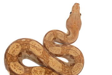 Close-up of a Boa Constrictor on White Background - Isolated Reptile Stock Photo