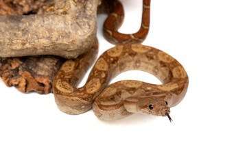 Close-up of a Boa Constrictor on White Background - Isolated Reptile Stock Photo