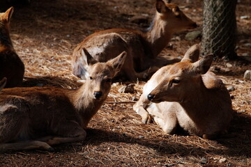 奈良公園の鹿