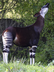 The okapi (Okapia johnstoni) is an artiodactyl mammal that is endemic to the northeast Democratic...