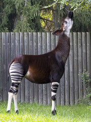 The okapi (Okapia johnstoni) is an artiodactyl mammal that is endemic to the northeast Democratic...