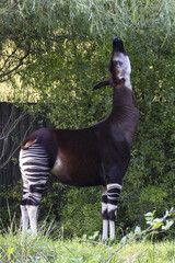 The okapi (Okapia johnstoni) is an artiodactyl mammal that is endemic to the northeast Democratic...
