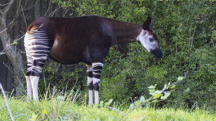 The okapi (Okapia johnstoni) is an artiodactyl mammal that is endemic to the northeast Democratic Republic of the Congo in central Africa.