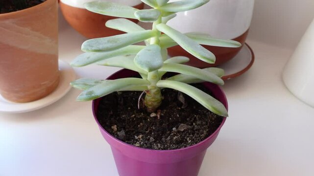A succulent plant, Graptosedum Darley Sunshine, with thick, fleshy green leaves arranged in a rosette pattern, potted in a purple pot with visible soil, thriving in dry conditions