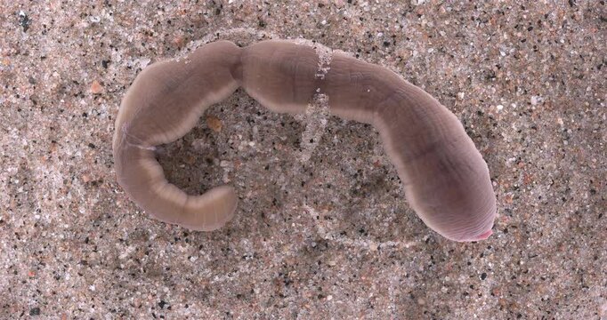 Nemertea worm, genus Cerebratulus sp. close-up, family Lineidae. Predator, feeds on mollusks and small crustaceans... White Sea