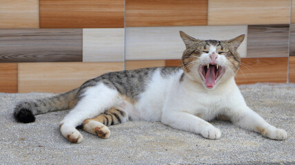 photo of a cat gaping  © Fais Picture