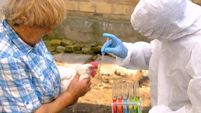 A veterinarian takes a sample from a chicken. Selective focus.
