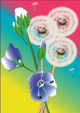 Bunch flowers dandelion poscard 