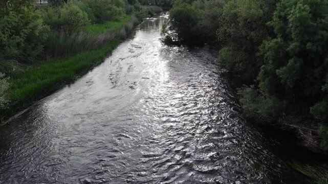 Water flowing from a river with algae among lush nature with green trees and bushes. Tormes River in Salamanca, Castilla y Leon, Spain