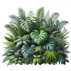Obraz premium A plant with green leaves on an isolated background 