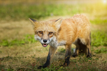 A close up of a Red Fox in the grass