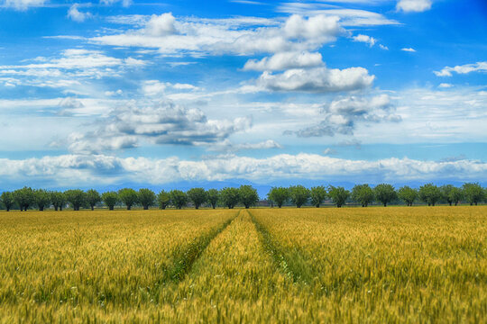 Tracks through a wheat field leading to a row of mulberry trees, Marengo, Po Valley, Alessandria, Piedmont, Italy