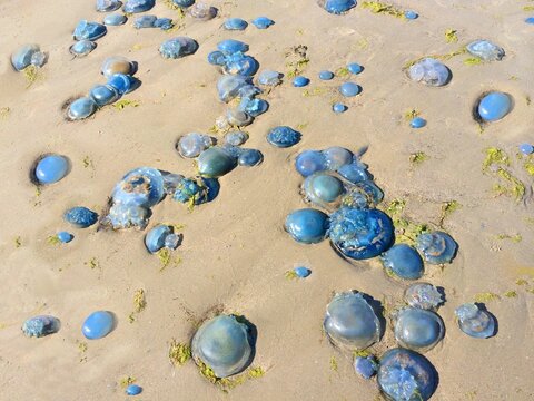 Overhead view of blue jellyfish washed up on a beach in a storm, Fanoe, Jutland, Denmark