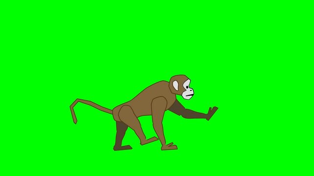 2d animated character of  monkey or gorilla walking on all fours and trying stand and walk on two legs and get out of video with skateboard  . in green screen background chroma key.