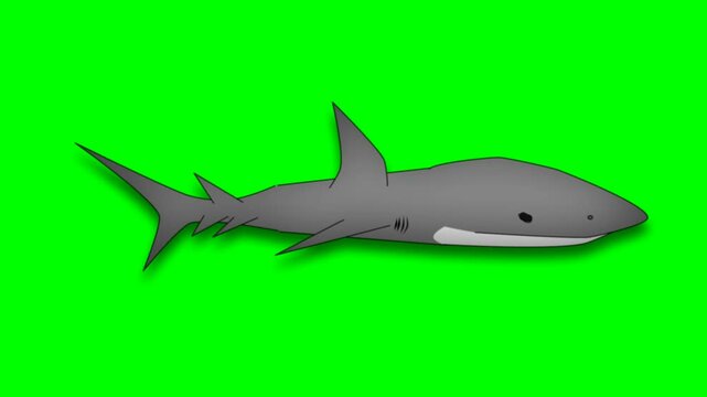 2d animated character of  Big scary and hungry whale or shark swimming under the sea or ocean water cycle loop animated. in green screen background chroma key.