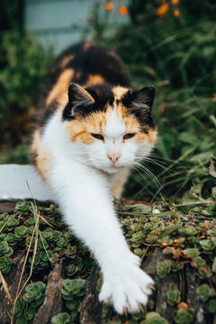 Close-up of a Calico Cat standing on a wall Stretching its front paws in a Garden