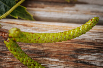 Detail of green birch hanging fringe
 close-up resting on weathered wooden surface. The natural...