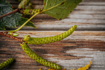 Detail of green birch hanging fringe
 close-up resting on weathered wooden surface. The natural...
