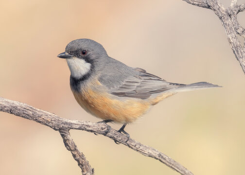 Close-up of a Male rufous whistler (Pachycephala rufiventris) perched on branch in sunlight, Australia