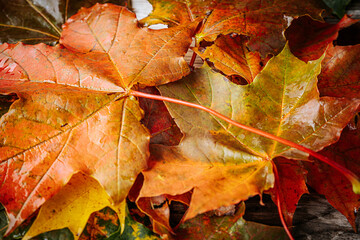 Detailed macro shot of an autumn leaf showing orange hues with visible veins and small water drops....