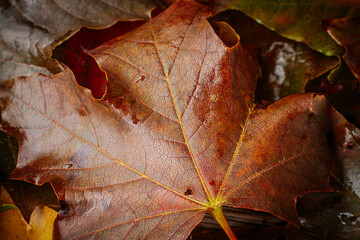 Detailed macro shot of an autumn leaf showing orange hues with visible veins and small water drops. Natural textures and earth tones bring out the beauty of autumn.