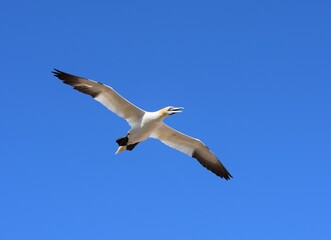 Obraz premium Flying Gannet Bird over the Bonaventure Island in Perce, Gaspesie, Quebec, Canada, with a blue sky