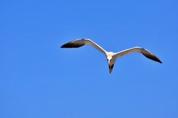 Flying Gannet Bird over the Bonaventure Island in Perce, Gaspesie, Quebec, Canada, with a blue sky