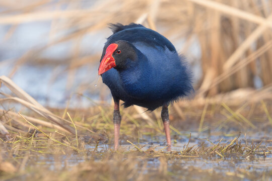 Wild australasian swamphen (Porphyrio melanotus) wading in freshwater wetlands, Australia